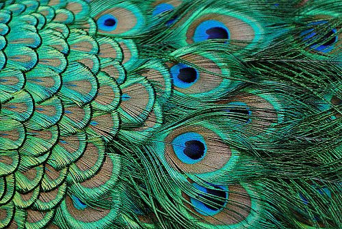 Did you know that the luminous brilliant colors of the peacock feather do 